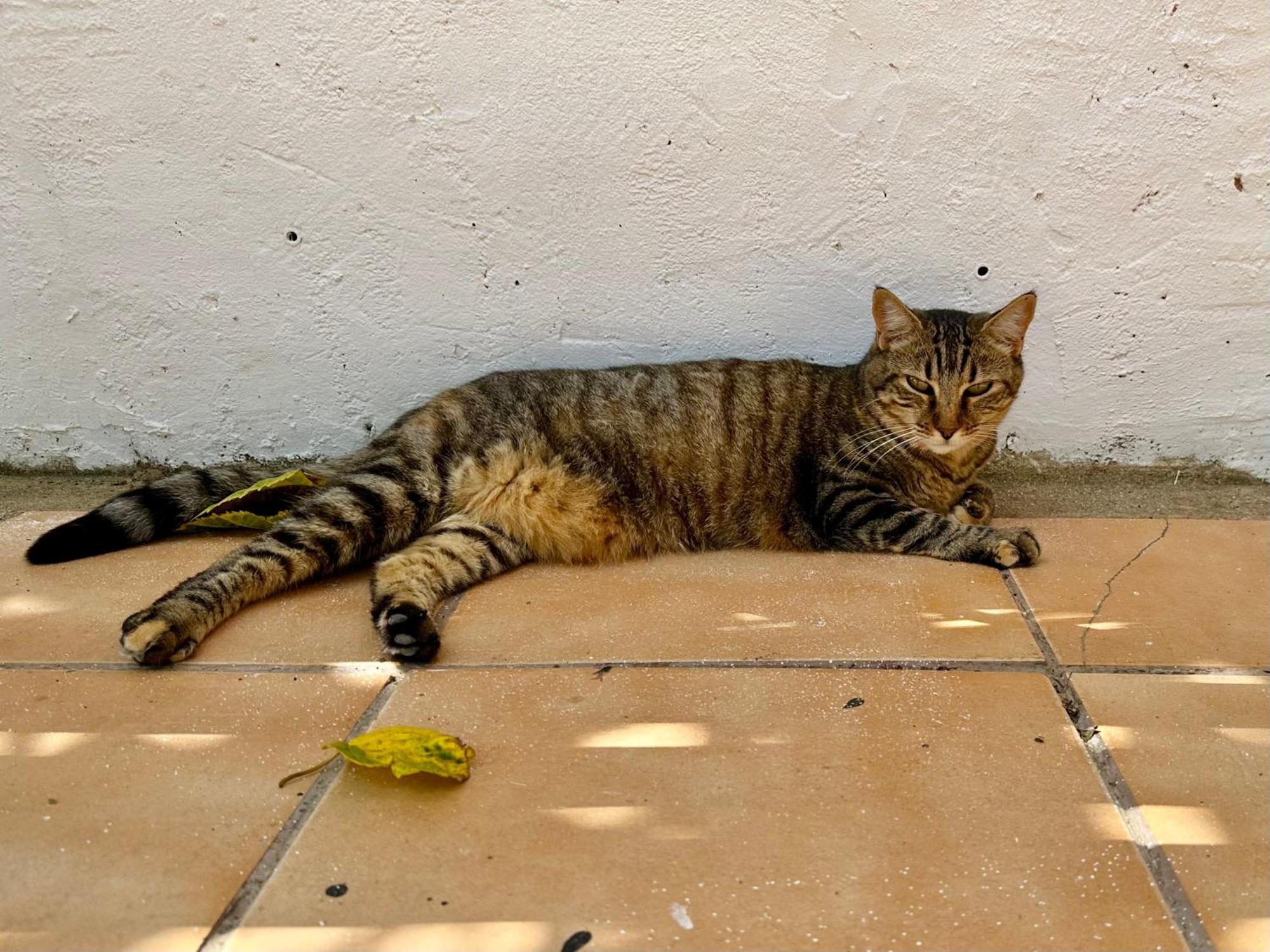 Estudio Adosado Acogedor Con Jardin, Barbacoa Y Parking Privado Alicante Dış mekan fotoğraf
